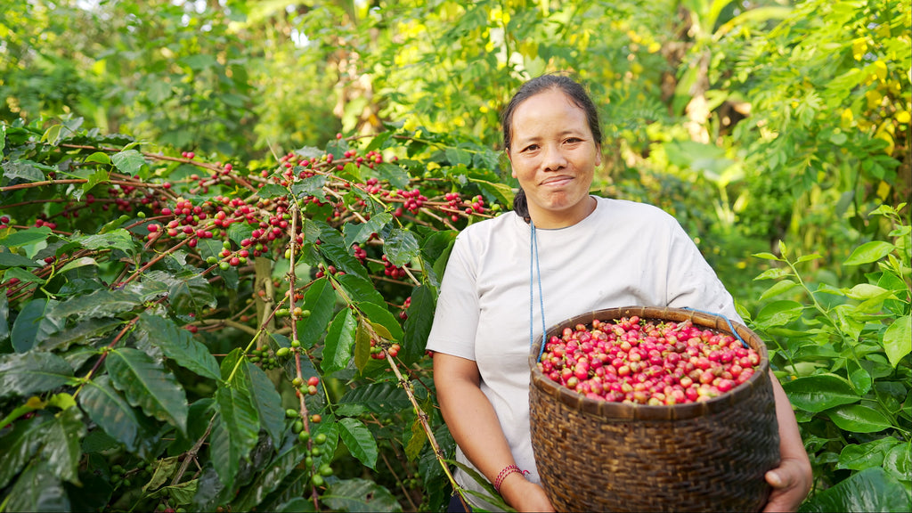 Is Your Coffee Habit Sustainable? Ethical Concerns Every Coffee Drinker Should Know